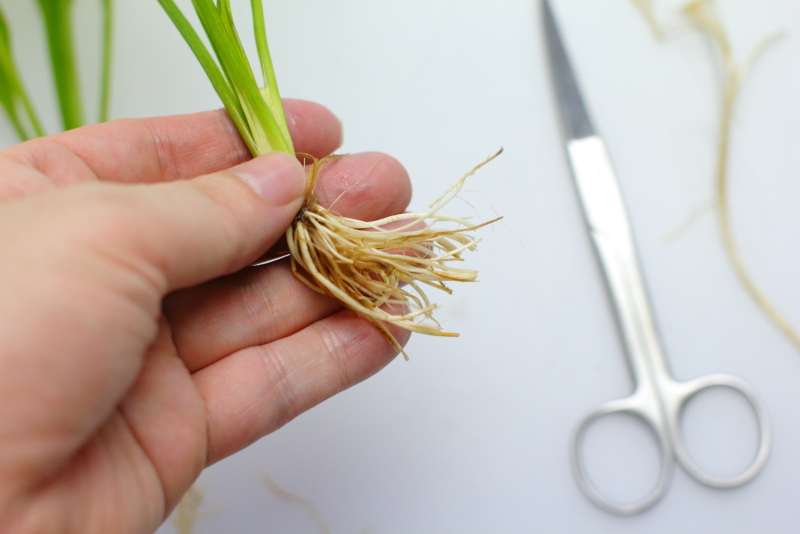 植え方　長く伸びた根や枯れた葉はカット　アマゾンソード